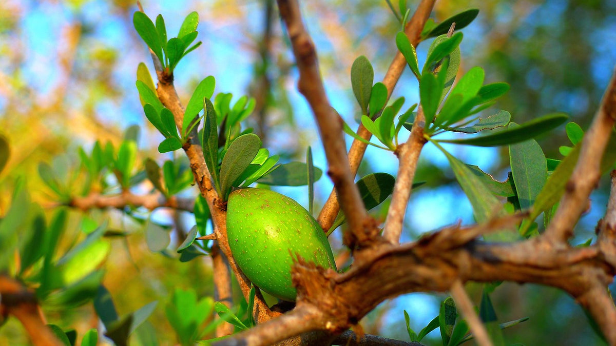 Argan Shine Hair Serum