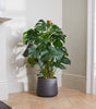 Chaz plant set