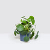 Penny plant set