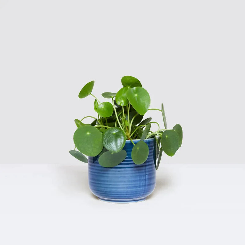 Penny plant set