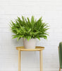 Bertie plant set