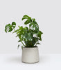 Chaz plant set