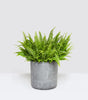 Bertie plant set