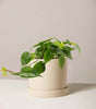 Philodendron green