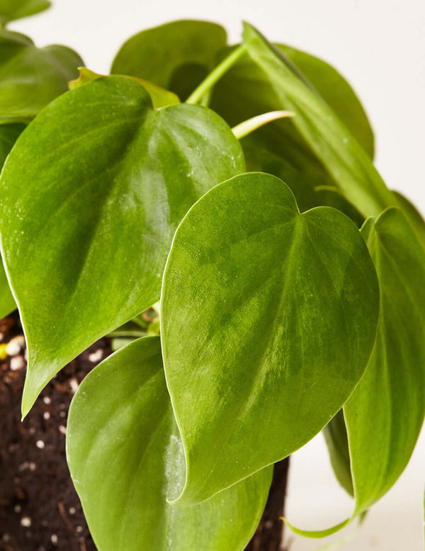 Philodendron green