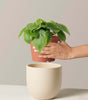 Philodendron green