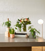 Philodendron green