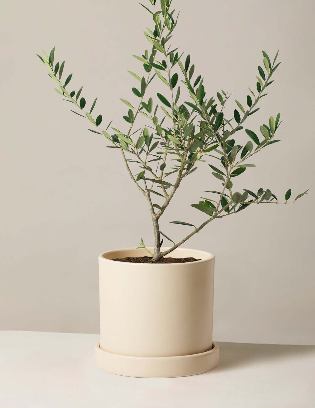 Olive tree