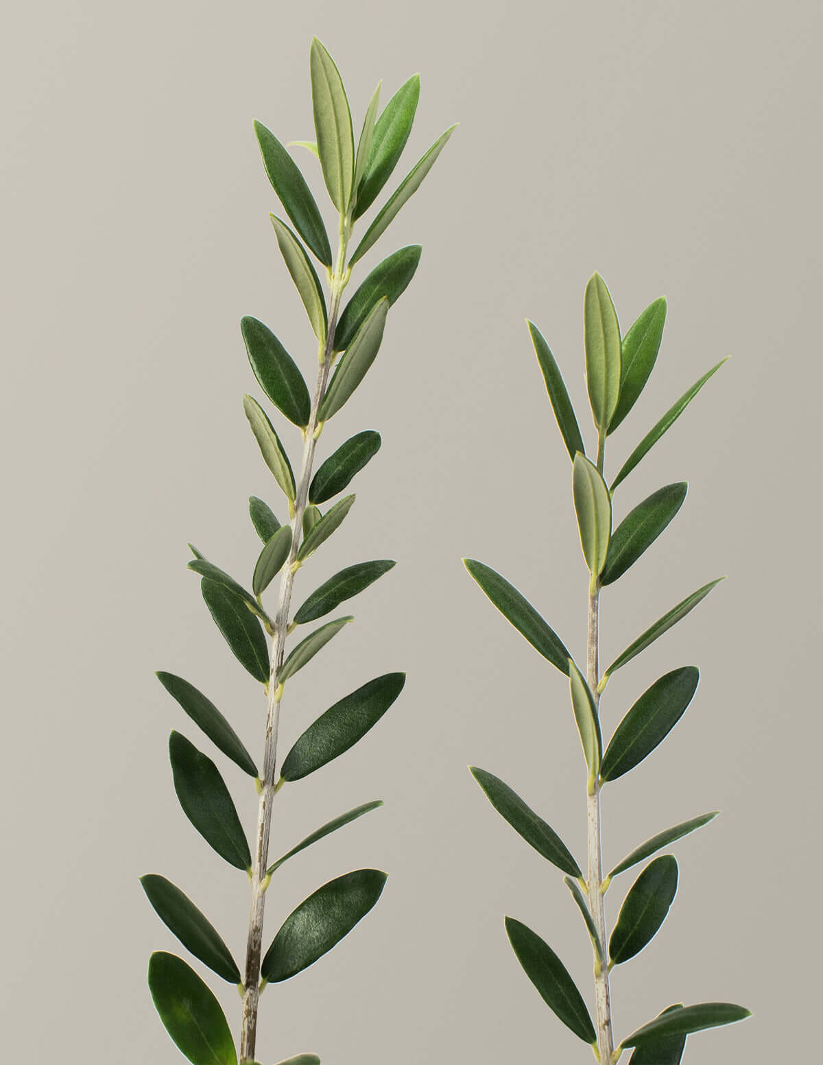 Olive tree