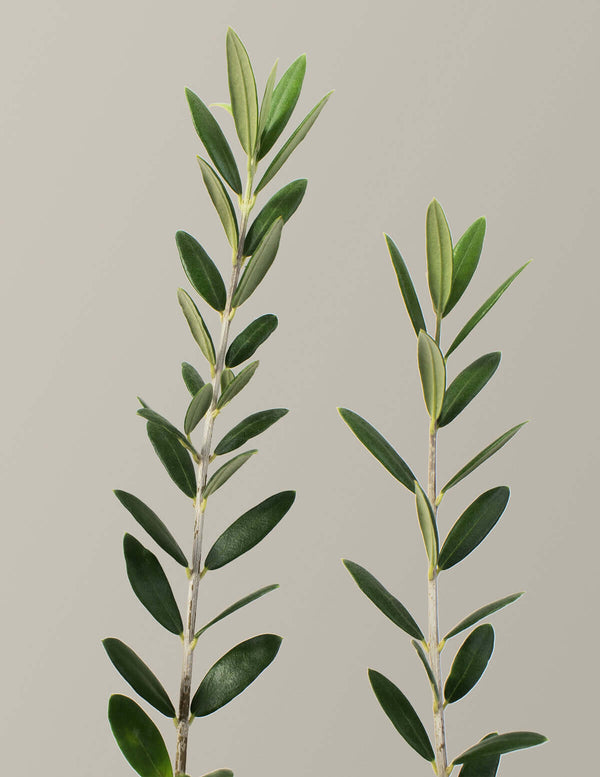 Olive tree