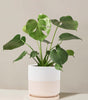 Monstera deliciosa