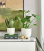 Monstera deliciosa