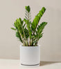 Large ZZ plant