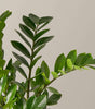 Large ZZ plant