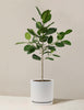 Ficus audrey tree