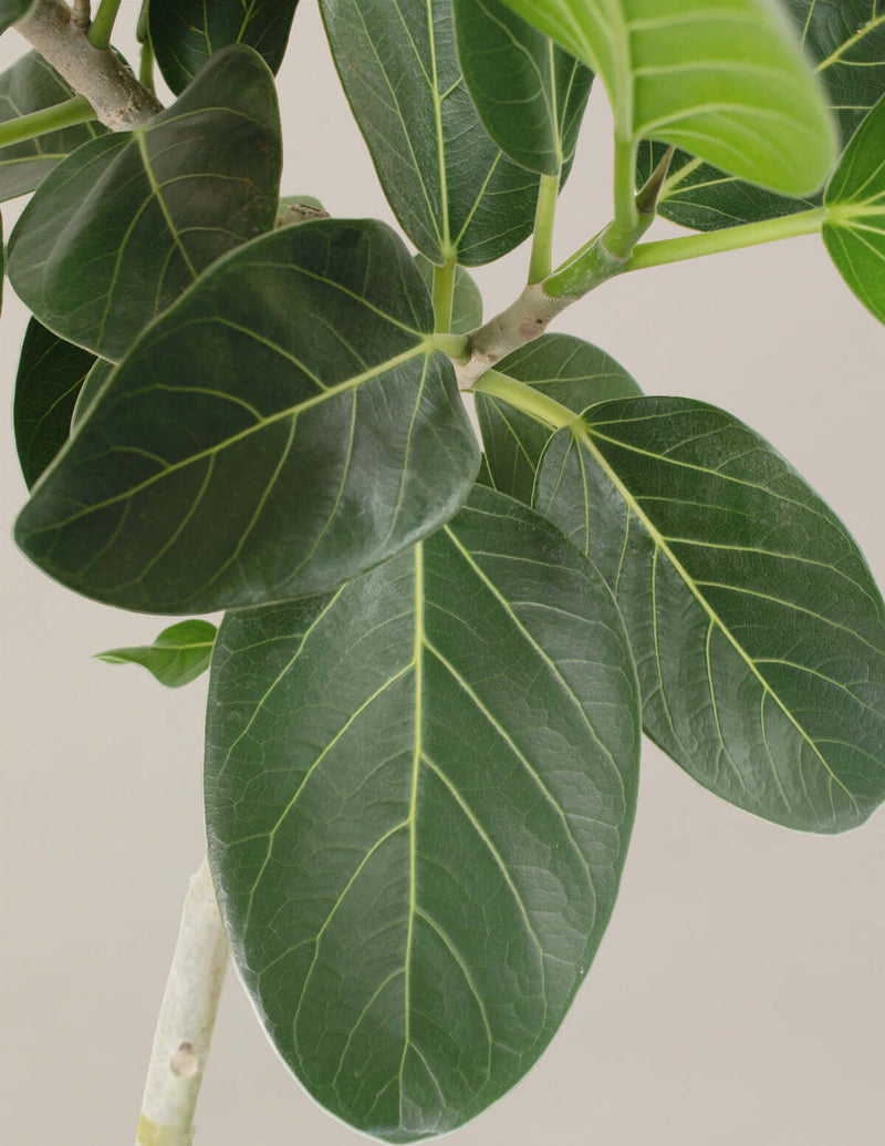 Ficus audrey tree