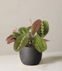 Maranta red
