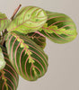 Maranta red