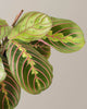 Maranta red