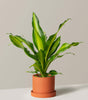 Dracaena giganta