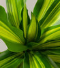 Dracaena giganta