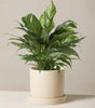 Peace lily ‘Domino’