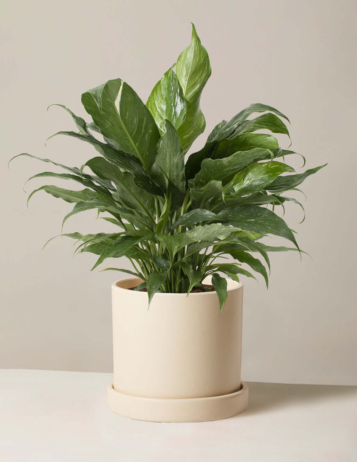 Peace lily ‘Domino’