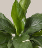 Peace lily ‘Domino’