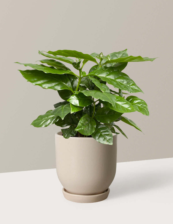 Coffee plant